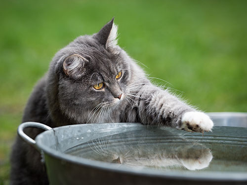 vermijden Rimpelingen Medisch wangedrag waarom zijn katten zo bang van water | Biofan